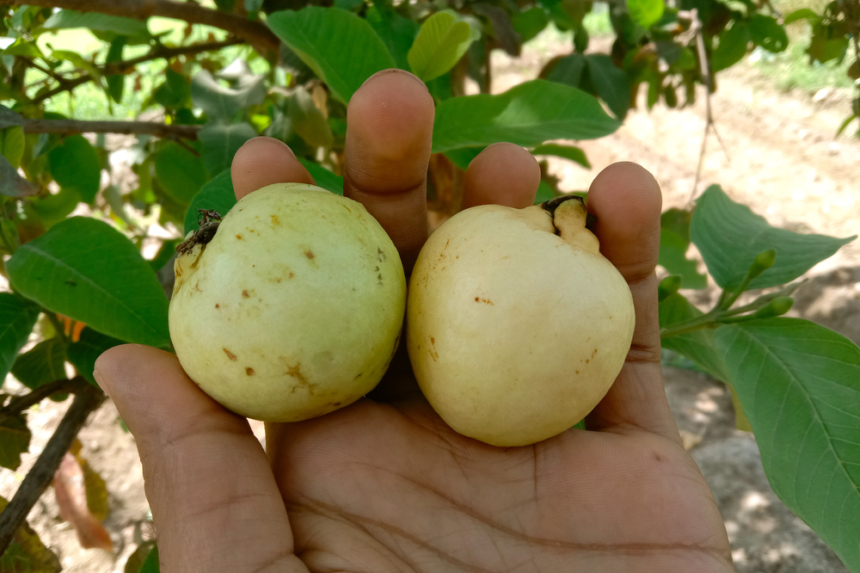 Cosecha De Mango Huerto En Casa