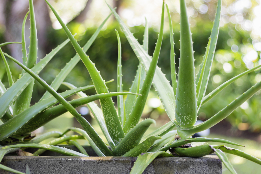 cultivo-de-s-bila-consejos-para-cultivar-aloe-vera-en-tu-casa