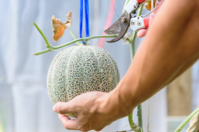 tiempo-de-cosecha-de-melon