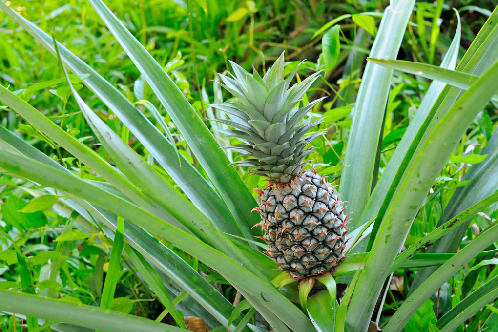 ¿Cuál es la temporada de la piña? » Huerto en casa