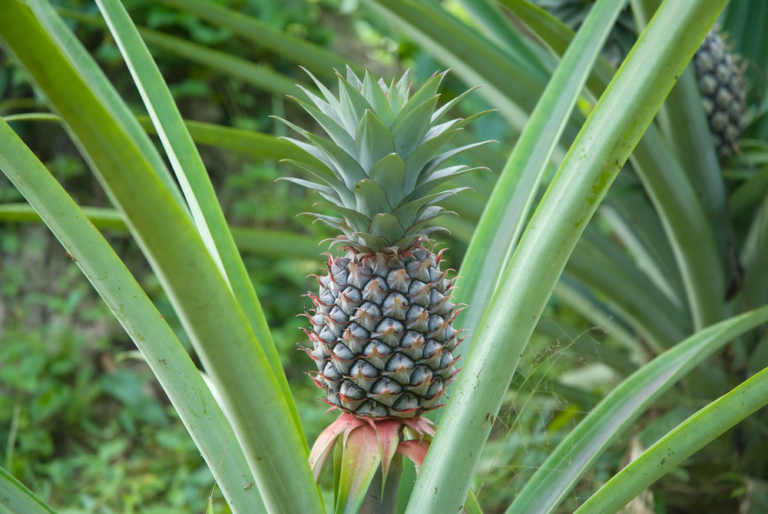 Cosecha de piña » Huerto en casa
