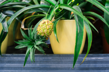 ¿Cómo sembrar piña? » Huerto en casa