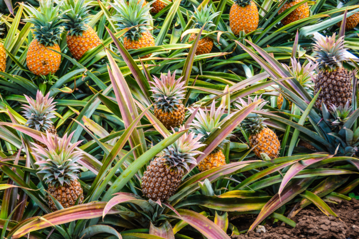 Tipos y variedades de piña » Huerto en casa