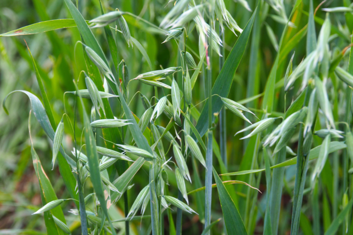 Enfermedades De La Avena » Huerto En Casa