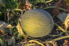cultivo-de-melon