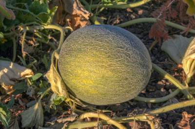 cultivo-de-melon
