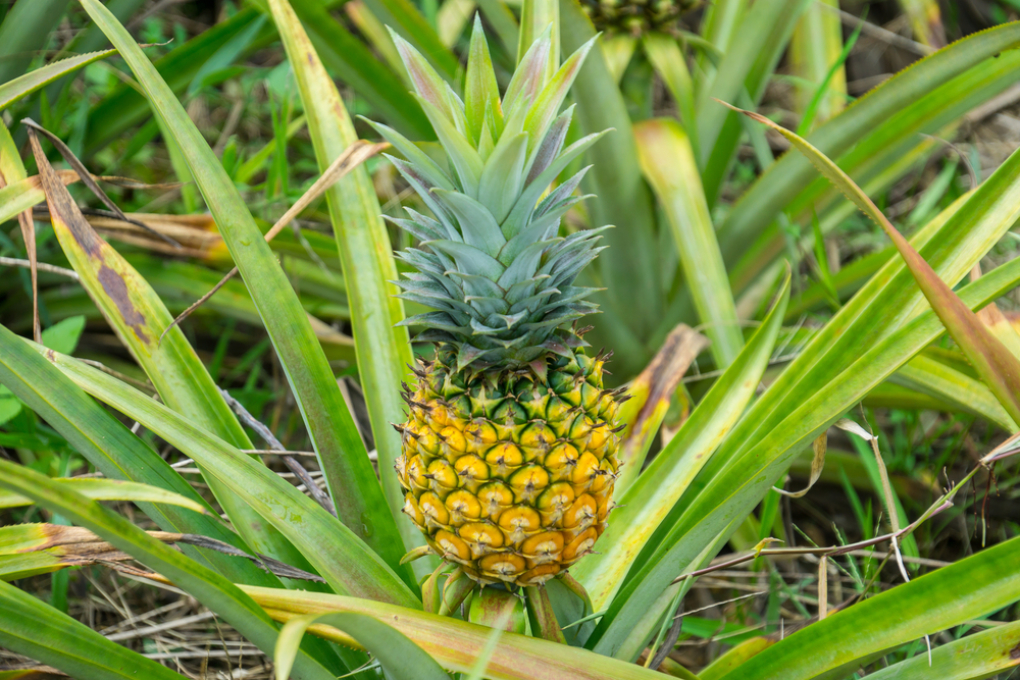 Todo sobre la piña » Huerto en casa