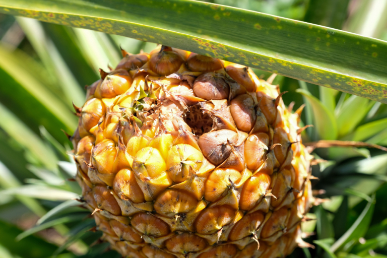 ¿Cuál es la temporada de la piña? » Huerto en casa
