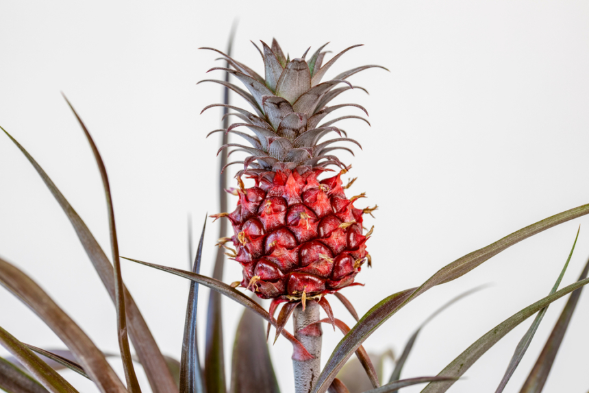 Tipos y variedades de piña » Huerto en casa