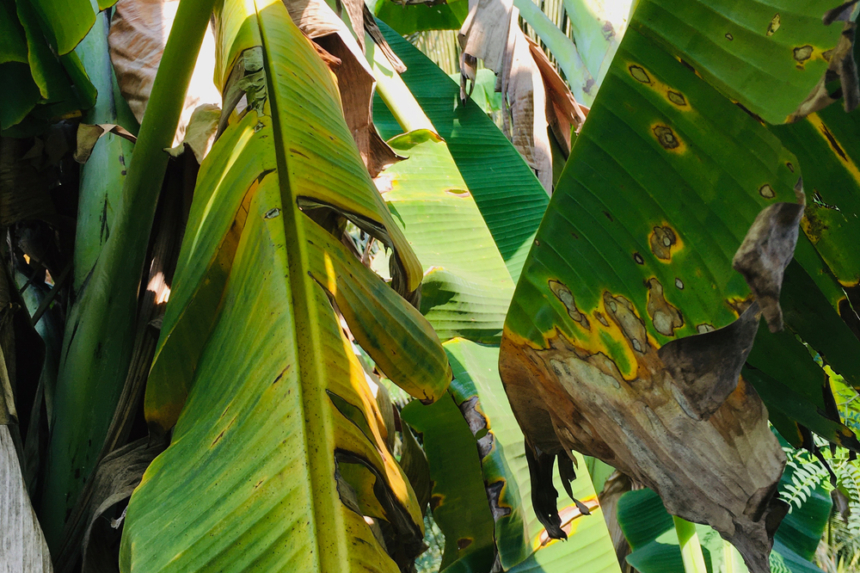 Hoja de plátano » Huerto en casa