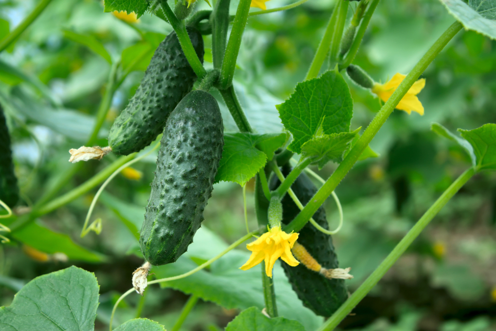 C Mo Crece La Planta De Pepino Huerto En Casa