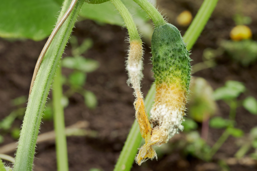 Enfermedades Del Pepino Huerto En Casa