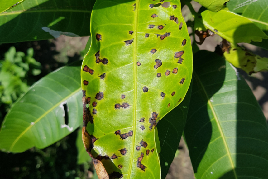 Cuándo es la temporada de mangos Huerto en casa