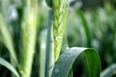 cultivo-de-trigo
