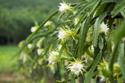 flor-de-pitahaya