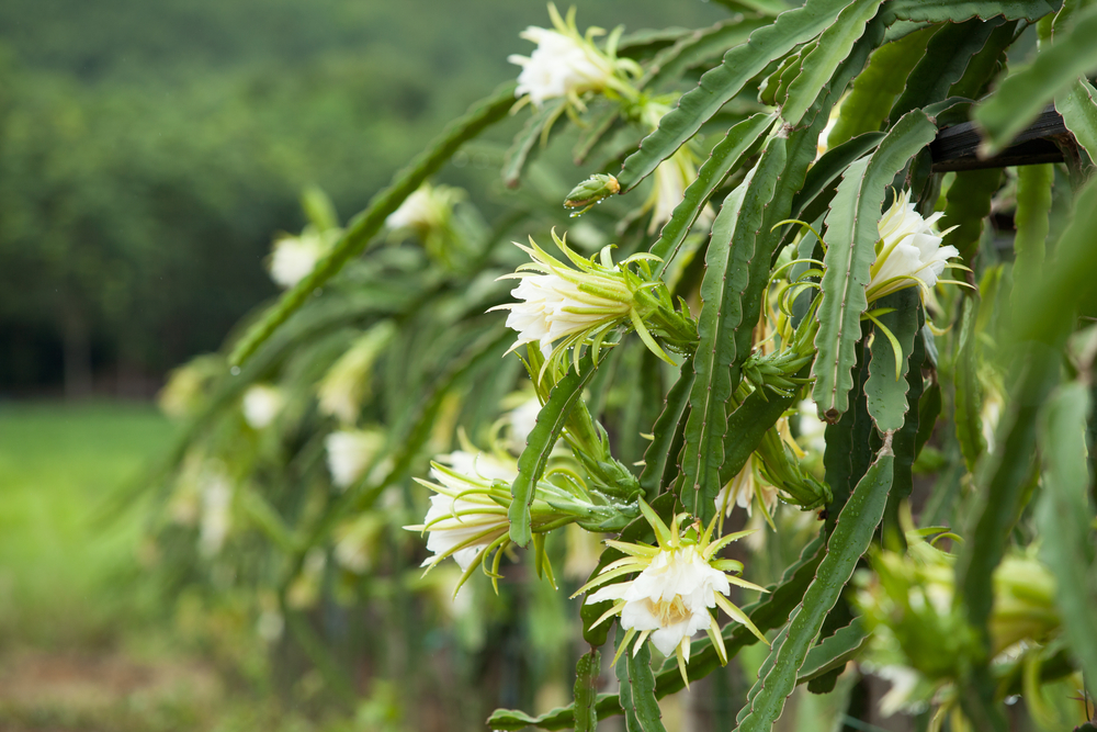 La flor de pitahaya » Huerto en casa