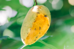 mosca-de-la-fruta-en-mango