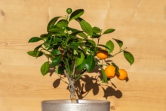 bonsai-naranjo