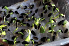 como-germinar-semillas-de-girasol
