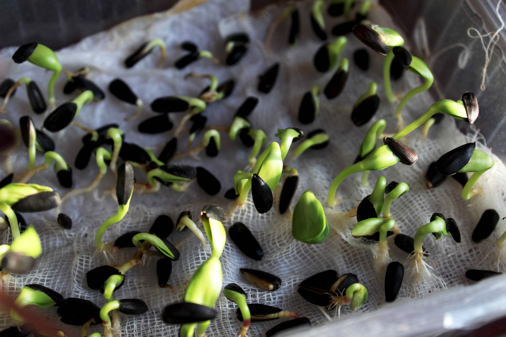 Cómo germinar semillas de girasol» Huerto en casa