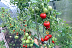 cultivo-de-tomate-en-invernadero
