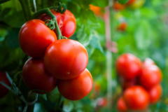 el-tomate-es-una-hortaliza