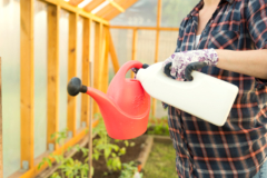 fertilizacion-tomate-invernadero