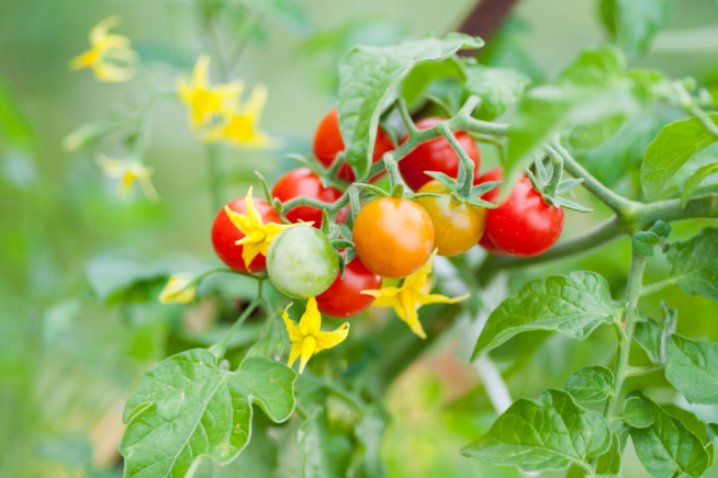 Propiedades Y Beneficios Del Tomate Cherry Huerto En Casa 1098