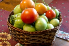 maduracion-del-tomate