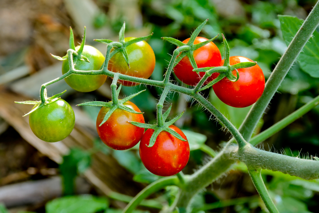 Todo Acerca Del Tomate Cherry » Huerto En Casa