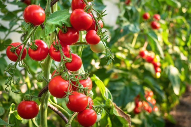 tomate-cherry-cuidados