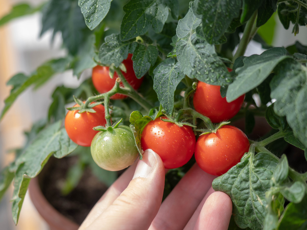 Frontera inferencia físico Cómo cultivar tomate cherry en maceta? » Huerto en casa