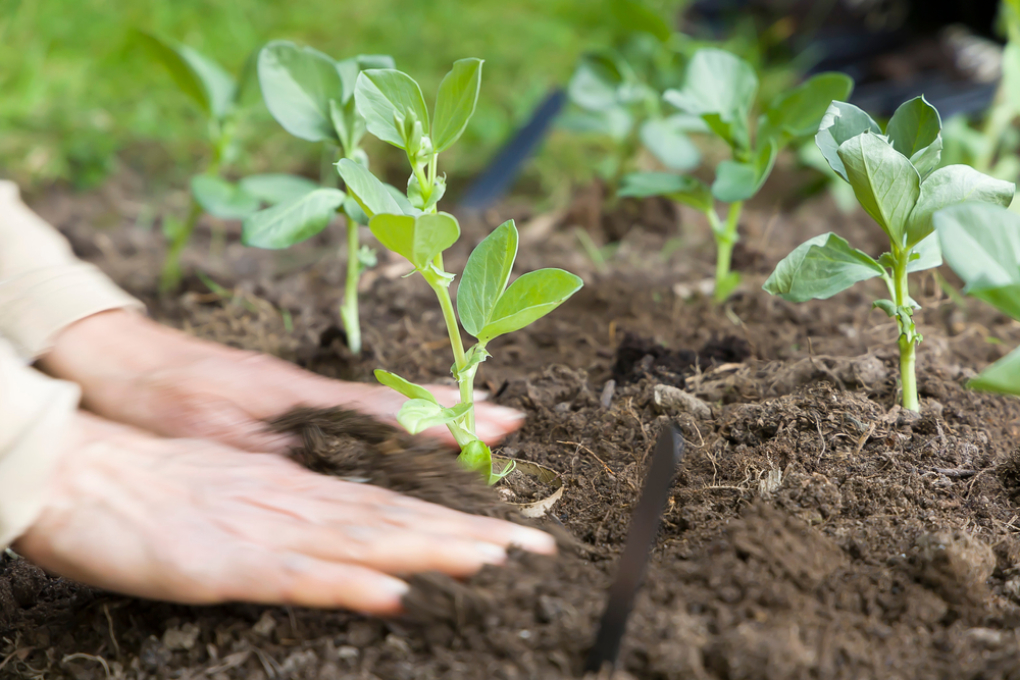 Cultivo de frijol » Huerto en casa