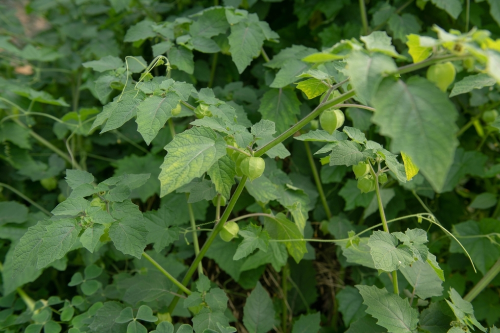 Cultivo De Tomate De Cáscara Huerto En Casa 3984