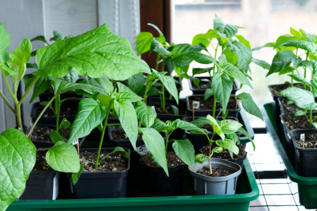 Cultivo Del Pimiento » Huerto En Casa