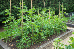 cultivo-planta-de-tomate