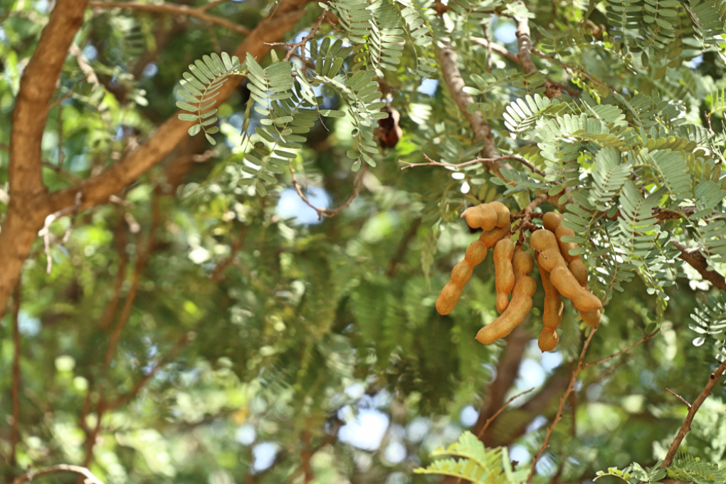 Cuánto tarda en dar frutos un árbol de tamarindo » Huerto en casa