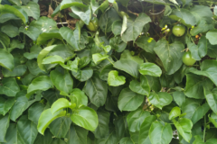 maracuya-planta-cultivo
