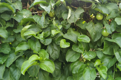 maracuya-planta-cultivo