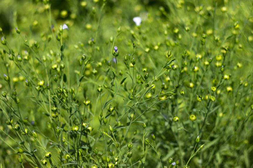 Cultivo de linaza » Huerto en casa