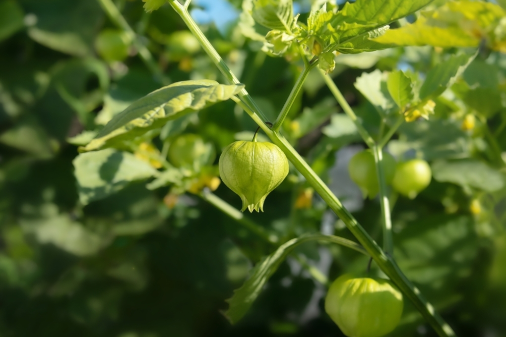 Tomatillo (tomate verde) » Huerto en casa