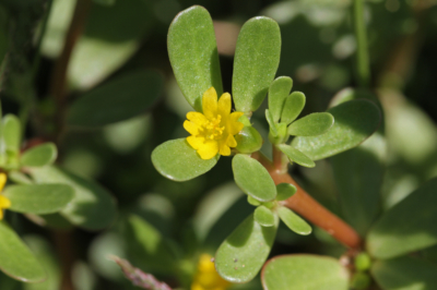 verdolaga-flor