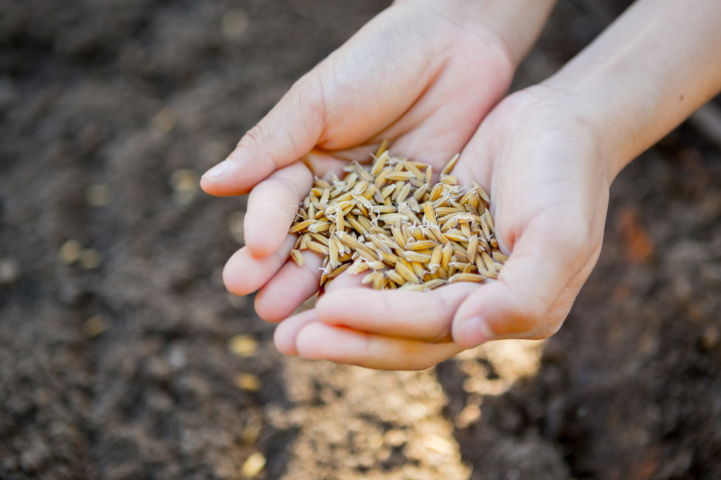 Cómo se siembra el arroz » Huerto en casa
