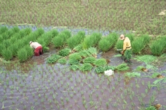 cosecha-de-arroz