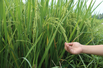 cultivo-de-arroz