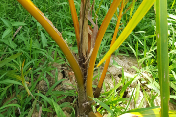 Enfermedades Del Coco » Huerto En Casa