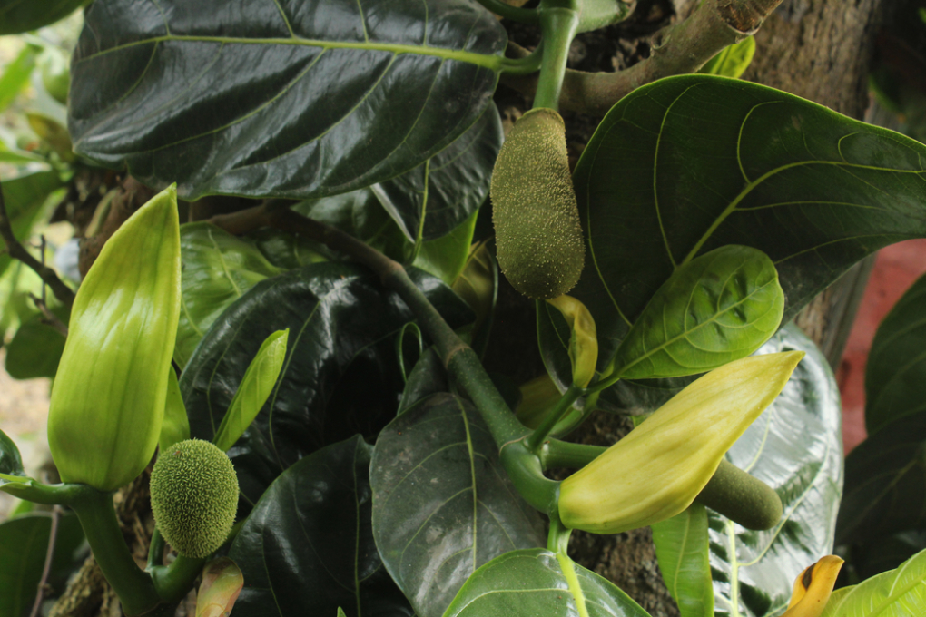 Cuánto Tiempo Tarda En Crecer Un árbol De Yaca huerto-en-casa.com