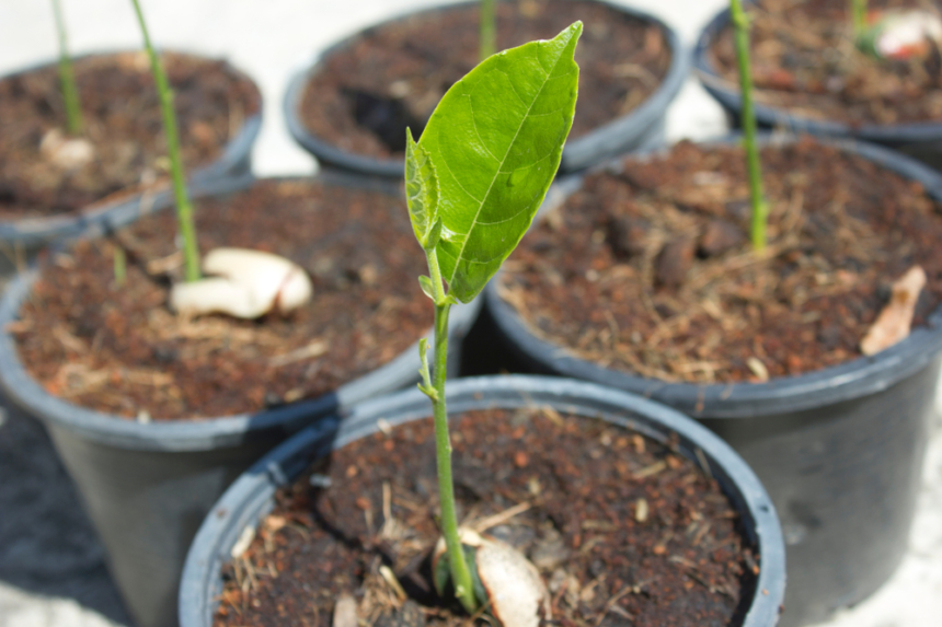 Cómo germinar semillas de pera » Huerto en casa