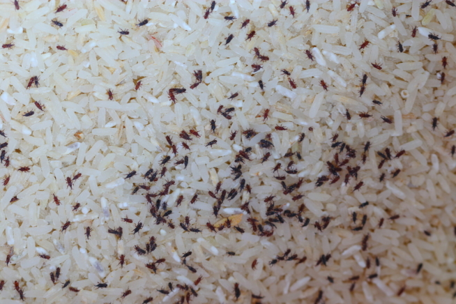 gorgojo-del-arroz