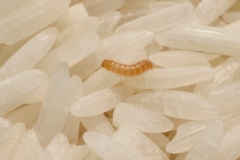 gusanos-en-el-arroz